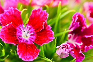 Pink dianthus flowering plant
